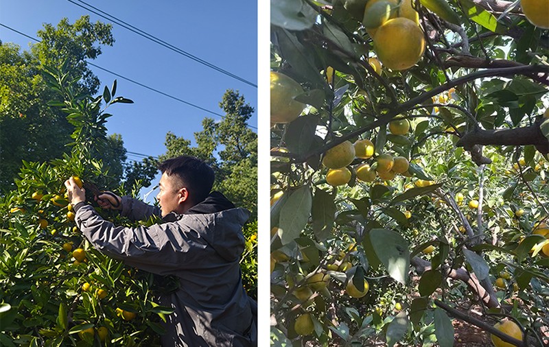 1729823845922994.jpg 800.jpg